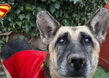 ADOPTA AL “KRYPTO” DE TU SUPERMAN