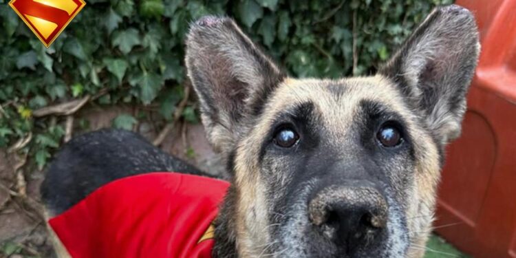 ADOPTA AL “KRYPTO” DE TU SUPERMAN 1 ADOPTA AL “KRYPTO” DE TU SUPERMAN