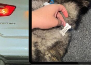 PRESENTA MEDIO AMBIENTE DENUNCIA POR CASO DE PERRITA ‘DALLAS’; EXIGEN JUSTICIA POR MALTRATO ANIMAL