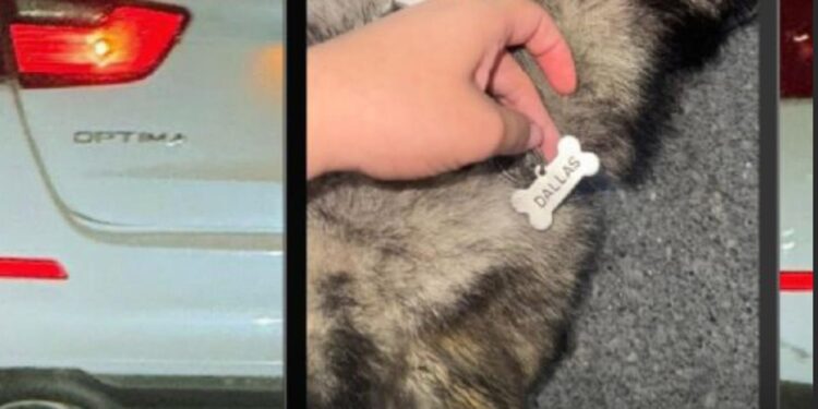 PRESENTA MEDIO AMBIENTE DENUNCIA POR CASO DE PERRITA ‘DALLAS’; EXIGEN JUSTICIA POR MALTRATO ANIMAL