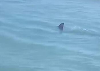 ¡TIBURÓN A LA VISTA! ALARMA EN PLAYA DE ISLA DEL PADRE.