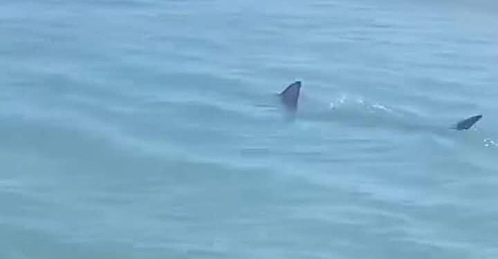¡TIBURÓN A LA VISTA! ALARMA EN PLAYA DE ISLA DEL PADRE. 1 ¡TIBURÓN A LA VISTA! ALARMA EN PLAYA DE ISLA DEL PADRE.