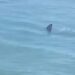 ¡TIBURÓN A LA VISTA! ALARMA EN PLAYA DE ISLA DEL PADRE.