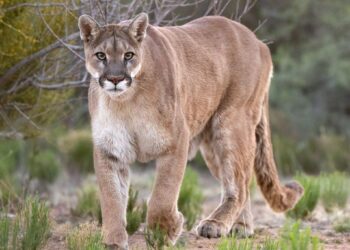 PUMA ATACA A NIÑO EN PARQUE NACIONAL DE ESTADOS UNIDOS; EL MENOR RECIBE ATENCIÓN EN HOSPITAL PEDIÁTRICO EN SEATTLE