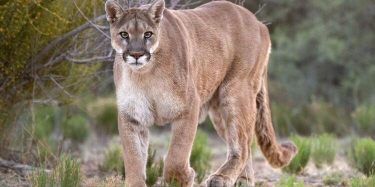 PUMA ATACA A NIÑO EN PARQUE NACIONAL DE ESTADOS UNIDOS; EL MENOR RECIBE ATENCIÓN EN HOSPITAL PEDIÁTRICO EN SEATTLE 1 PUMA ATACA A NIÑO EN PARQUE NACIONAL DE ESTADOS UNIDOS; EL MENOR RECIBE ATENCIÓN EN HOSPITAL PEDIÁTRICO EN SEATTLE