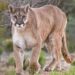 PUMA ATACA A NIÑO EN PARQUE NACIONAL DE ESTADOS UNIDOS; EL MENOR RECIBE ATENCIÓN EN HOSPITAL PEDIÁTRICO EN SEATTLE