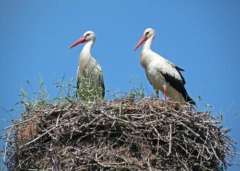 DINAMARCA RECUPERA A LA CIGÜEÑA BLANCA; SE REPORTA EL MAYOR NÚMERO DE POLLUELOS EN DÉCADAS