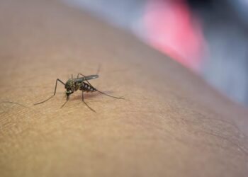 VIRUS RARO TRANSMITIDO POR MOSQUITOS AFECTA A DOS NIÑOS EN TENNESSEE