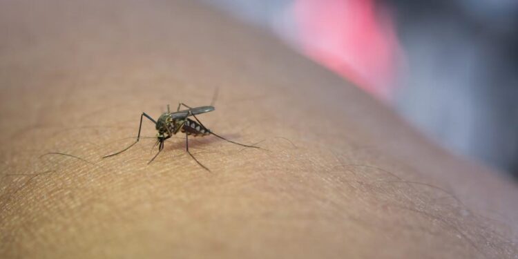 VIRUS RARO TRANSMITIDO POR MOSQUITOS AFECTA A DOS NIÑOS EN TENNESSEE 1 VIRUS RARO TRANSMITIDO POR MOSQUITOS AFECTA A DOS NIÑOS EN TENNESSEE