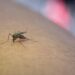 VIRUS RARO TRANSMITIDO POR MOSQUITOS AFECTA A DOS NIÑOS EN TENNESSEE 7 VIRUS RARO TRANSMITIDO POR MOSQUITOS AFECTA A DOS NIÑOS EN TENNESSEE