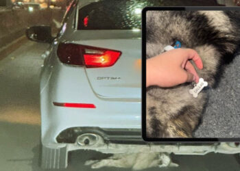 PRESENTA MEDIO AMBIENTE DENUNCIA POR CASO DE PERRITA ‘DALLAS’; EXIGEN JUSTICIA POR MALTRATO ANIMAL