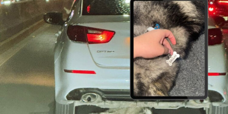 PRESENTA MEDIO AMBIENTE DENUNCIA POR CASO DE PERRITA ‘DALLAS’; EXIGEN JUSTICIA POR MALTRATO ANIMAL