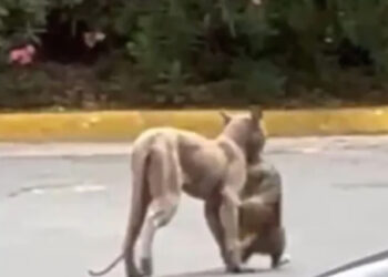 REFUERZA PVSNL MONITOREO CON FOTOTRAMPAS ANTE SUPUESTO AVISTAMIENTO DE FELINO EN SAN PEDRO