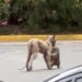 REFUERZA PVSNL MONITOREO CON FOTOTRAMPAS ANTE SUPUESTO AVISTAMIENTO DE FELINO EN SAN PEDRO 7 REFUERZA PVSNL MONITOREO CON FOTOTRAMPAS ANTE SUPUESTO AVISTAMIENTO DE FELINO EN SAN PEDRO