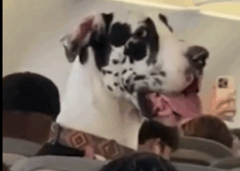 VACACIONES ‘PERRONAS’; VIAJA GRAN DANÉS EN ASIENTO DE AVIÓN DE CDMX A VALLARTA