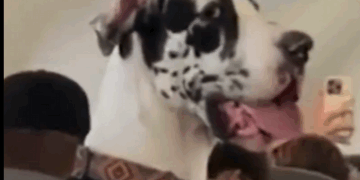 VACACIONES ‘PERRONAS’; VIAJA GRAN DANÉS EN ASIENTO DE AVIÓN DE CDMX A VALLARTA