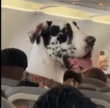 VACACIONES ‘PERRONAS’; VIAJA GRAN DANÉS EN ASIENTO DE AVIÓN DE CDMX A VALLARTA