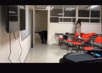 EL OSO COMUNICÓLOGO; SORPRENDE EJEMPLAR A ALUMNOS EN AULA DE LA FCC DE LA UANL