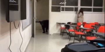 EL OSO COMUNICÓLOGO; SORPRENDE EJEMPLAR A ALUMNOS EN AULA DE LA FCC DE LA UANL 5 EL OSO COMUNICÓLOGO; SORPRENDE EJEMPLAR A ALUMNOS EN AULA DE LA FCC DE LA UANL