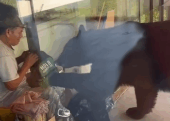 LE ENTRA OSO A LOS TACOS DE ALBAÑIL