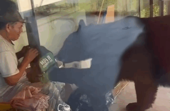 LE ENTRA OSO A LOS TACOS DE ALBAÑIL