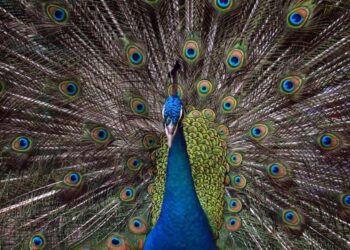 DESCUBREN QUE PLUMAS DE PAVO REAL PUEDEN EMITIR RAYOS LÁSER NATURALES