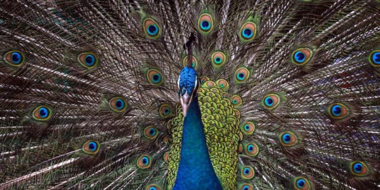 DESCUBREN QUE PLUMAS DE PAVO REAL PUEDEN EMITIR RAYOS LÁSER NATURALES 1 DESCUBREN QUE PLUMAS DE PAVO REAL PUEDEN EMITIR RAYOS LÁSER NATURALES