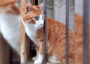 CONMEMORA EL MUNDO DÍA INTERNACIONAL DEL GATO; CELEBRAN A MININOS CON CAMPAÑAS DE ADOPCIÓN Y ESTERILIZACIÓN.