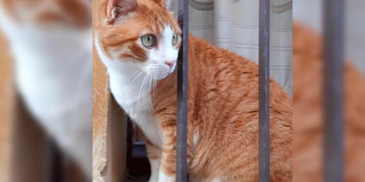 CONMEMORA EL MUNDO DÍA INTERNACIONAL DEL GATO; CELEBRAN A MININOS CON CAMPAÑAS DE ADOPCIÓN Y ESTERILIZACIÓN. 1 CONMEMORA EL MUNDO DÍA INTERNACIONAL DEL GATO; CELEBRAN A MININOS CON CAMPAÑAS DE ADOPCIÓN Y ESTERILIZACIÓN.