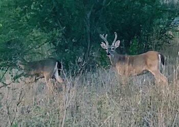 CAPTAN MANADA DE VENADOS AL SUR DE MONTERREY.