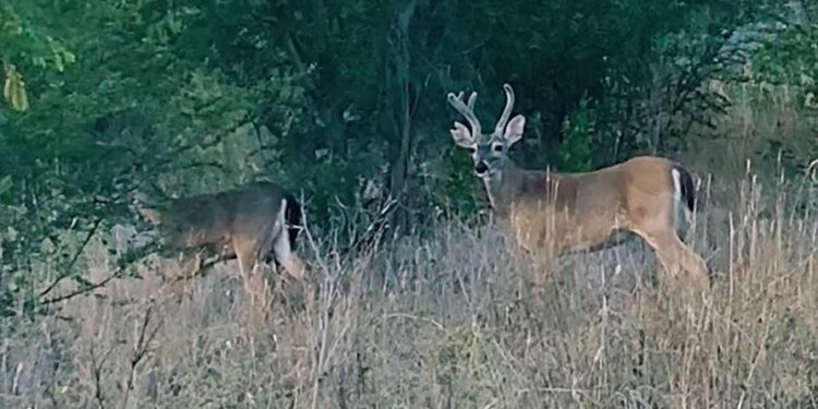 CAPTAN MANADA DE VENADOS AL SUR DE MONTERREY.
