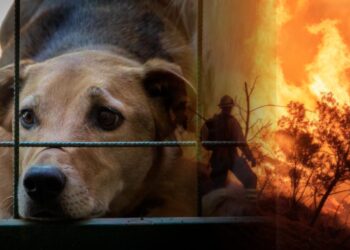 MALTRATO ANIMAL E INCENDIOS SON LOS DELITOS MÁS DENUNCIADOS EN LA FISCALÍA AMBIENTAL DE NL.