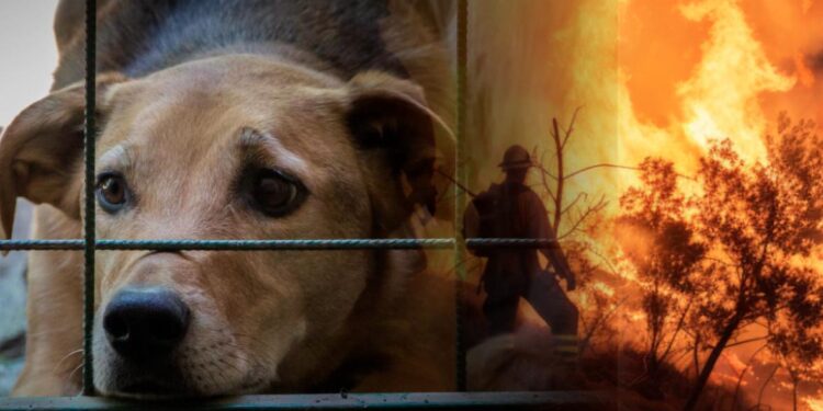 MALTRATO ANIMAL E INCENDIOS SON LOS DELITOS MÁS DENUNCIADOS EN LA FISCALÍA AMBIENTAL DE NL. 1 MALTRATO ANIMAL E INCENDIOS SON LOS DELITOS MÁS DENUNCIADOS EN LA FISCALÍA AMBIENTAL DE NL.