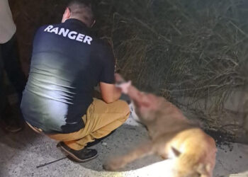 ATROPELLAN A PUMA EN CARRETERA NACIONAL; PIDE PARQUES Y VIDA SILVESTRE REPORTAR AVISTAMIENTOS AL 070