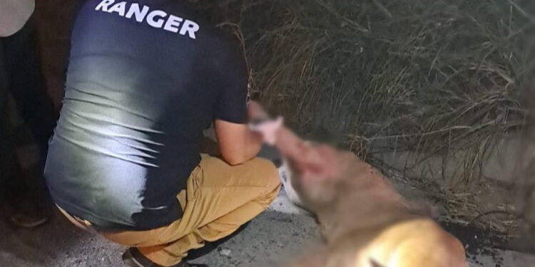 ATROPELLAN A PUMA EN CARRETERA NACIONAL; PIDE PARQUES Y VIDA SILVESTRE REPORTAR AVISTAMIENTOS AL 070 1 ATROPELLAN A PUMA EN CARRETERA NACIONAL; PIDE PARQUES Y VIDA SILVESTRE REPORTAR AVISTAMIENTOS AL 070