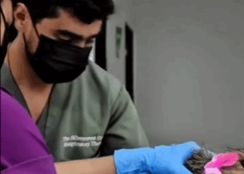 ASEGURAN DIVISIÓN AMBIENTAL Y FISCALÍA ANIMALES DEL CENTRO DE BIENESTAR ANIMAL DE SANTA CATARINA; TRASLADAN 34 PERROS Y GATOS AL CENTRO ESTATAL 1 ASEGURAN DIVISIÓN AMBIENTAL Y FISCALÍA ANIMALES DEL CENTRO DE BIENESTAR ANIMAL DE SANTA CATARINA; TRASLADAN 34 PERROS Y GATOS AL CENTRO ESTATAL