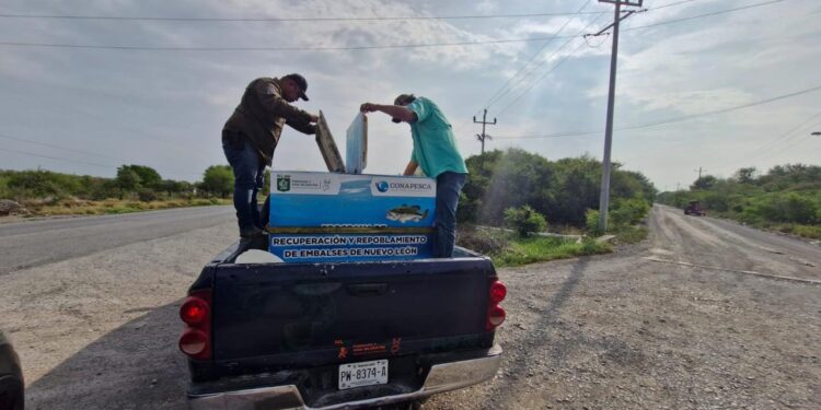 IMPULSA PARQUES Y VIDA SILVESTRE DE NUEVO LEÓN REPOBLACIÓN DE LOBINA NEGRA EN LA PRESA CERRO PRIETO. 1 IMPULSA PARQUES Y VIDA SILVESTRE DE NUEVO LEÓN REPOBLACIÓN DE LOBINA NEGRA EN LA PRESA CERRO PRIETO.