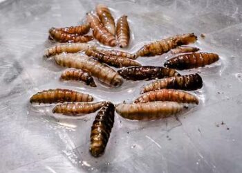 MÉXICO CONTIENE UN BROTE DEL GUSANO BARRENADOR CERCA DE LA FRONTERA CON EE.UU.