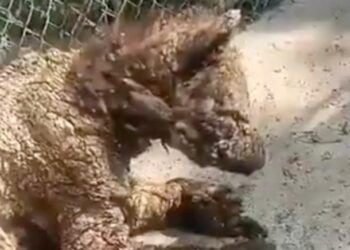 PARQUES Y VIDA SILVESTRE DE NUEVO LEÓN ATENDERÁ A OSA ENFERMA DE LA PASTORA