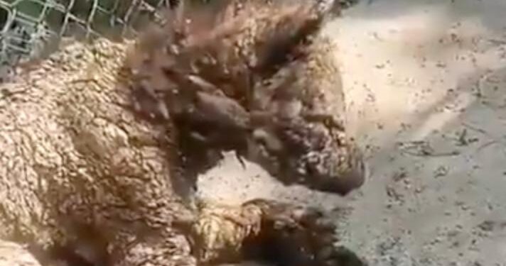 PARQUES Y VIDA SILVESTRE DE NUEVO LEÓN ATENDERÁ A OSA ENFERMA DE LA PASTORA