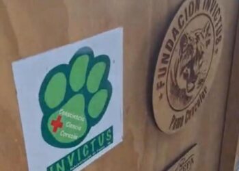 TRASLADAN A LA OSA ‘MINA’ A FUNDACIÓN INVICTUS; RECIBIRÁ ATENCIÓN EN CENTRO ESPECIALIZADO EN FAUNA SILVESTRE.