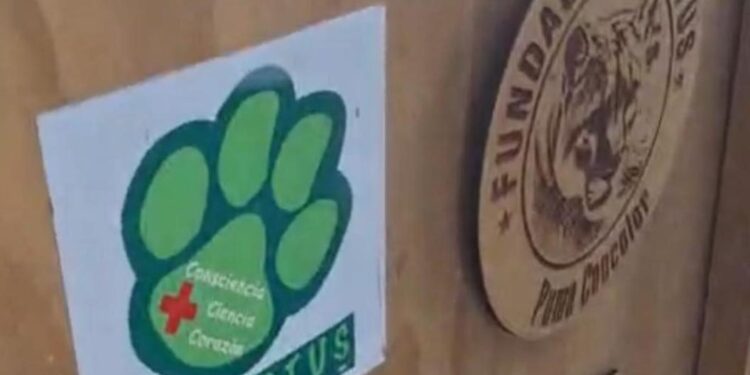 TRASLADAN A LA OSA 'MINA' A FUNDACIÓN INVICTUS; RECIBIRÁ ATENCIÓN EN CENTRO ESPECIALIZADO EN FAUNA SILVESTRE. 1 TRASLADAN A LA OSA ‘MINA’ A FUNDACIÓN INVICTUS; RECIBIRÁ ATENCIÓN EN CENTRO ESPECIALIZADO EN FAUNA SILVESTRE.