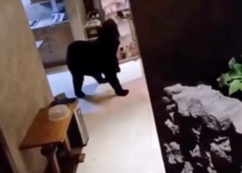 PASAN OSOS EN SAN PEDRO DE LOS JARDINES HASTA LA COCINA; IRRUMPLE EJEMPLAR EN RESIDENCIA DE OLINALÁ TRAS ROMPER PUERTA DE VIDRIO.