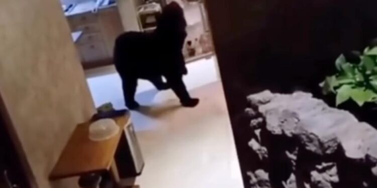 PASAN OSOS EN SAN PEDRO DE LOS JARDINES HASTA LA COCINA; IRRUMPLE EJEMPLAR EN RESIDENCIA DE OLINALÁ TRAS ROMPER PUERTA DE VIDRIO.