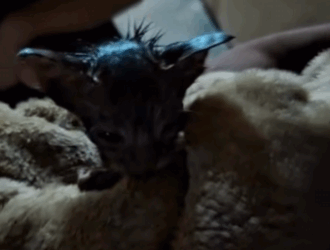 RESCATA AYD A GATITO ATRAPADO EN TUBERÍA; SALVAN LA VIDA A FELINO ARRASTRADO POR LAS LLUVIAS