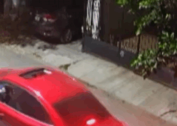 OTRO ACTO DE CRUELDAD ANIMAL: DISPARAN A PERRO CON PISTOLA DE POSTAS DESDE UN VEHÍCULO