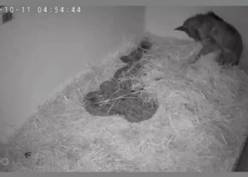 MUESTRAN EN VIDEO EVOLUCIÓN DE ‘MINA’; SE RECUPERA OSA TRASLADADA A HIDALGO.