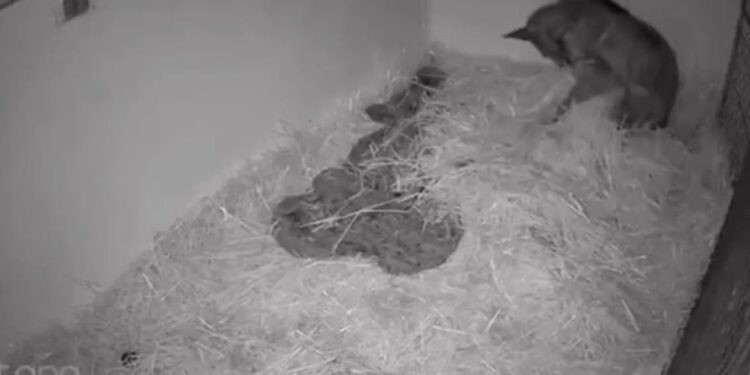 MUESTRAN EN VIDEO EVOLUCIÓN DE ‘MINA’; SE RECUPERA OSA TRASLADADA A HIDALGO.