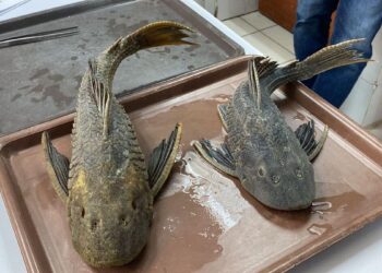 COMBATIRÁ PARQUES Y VIDA SILVESTRE DE NUEVO LEÓN A PEZ DIABLO; ADVIERTE DEPENDENCIA ESTATAL QUE NO HAY EVIDENCIA DE LA PRESENCIA DE LA ESPECIE EN LA PRESA EL CUCHILLO