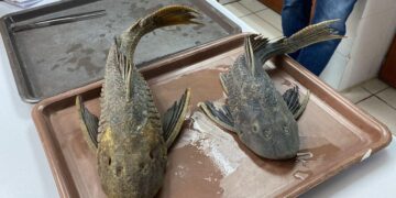 COMBATIRÁ PARQUES Y VIDA SILVESTRE DE NUEVO LEÓN A PEZ DIABLO; ADVIERTE DEPENDENCIA ESTATAL QUE NO HAY EVIDENCIA DE LA PRESENCIA DE LA ESPECIE EN LA PRESA EL CUCHILLO 6 COMBATIRÁ PARQUES Y VIDA SILVESTRE DE NUEVO LEÓN A PEZ DIABLO; ADVIERTE DEPENDENCIA ESTATAL QUE NO HAY EVIDENCIA DE LA PRESENCIA DE LA ESPECIE EN LA PRESA EL CUCHILLO